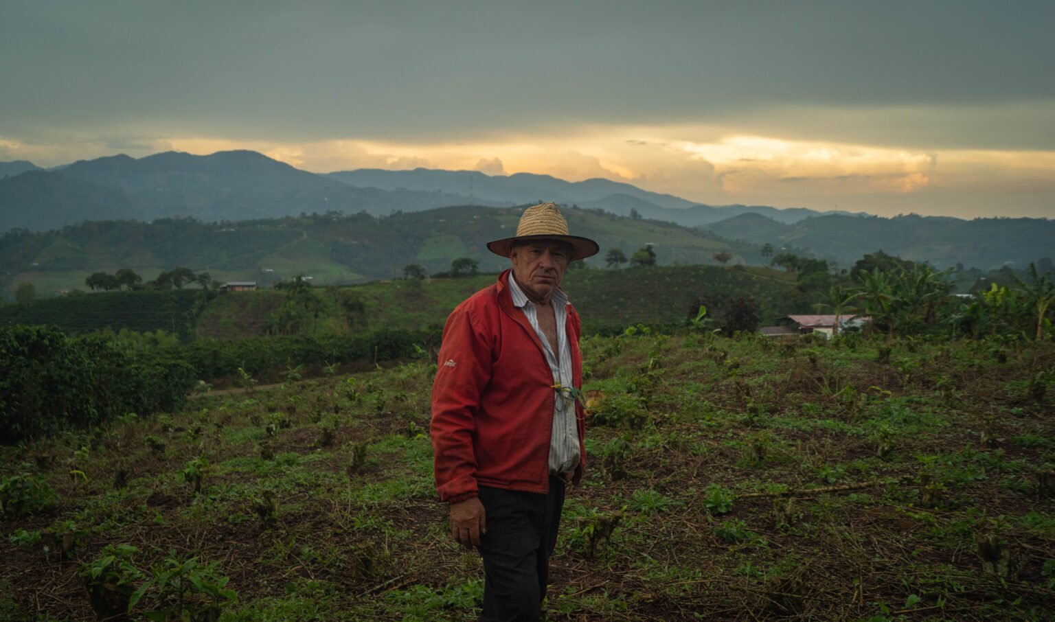 Harvest at Villa Betulia