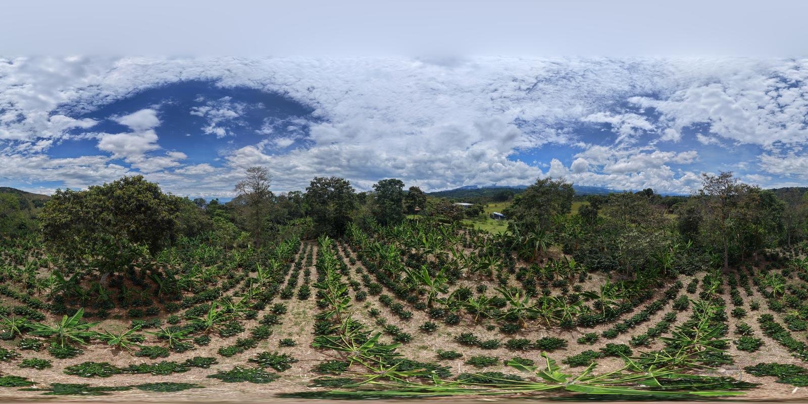 Panoramic view of the central coffee plot at Finca Miraflores.